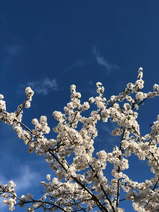 a bright blue sky and white flowering tree