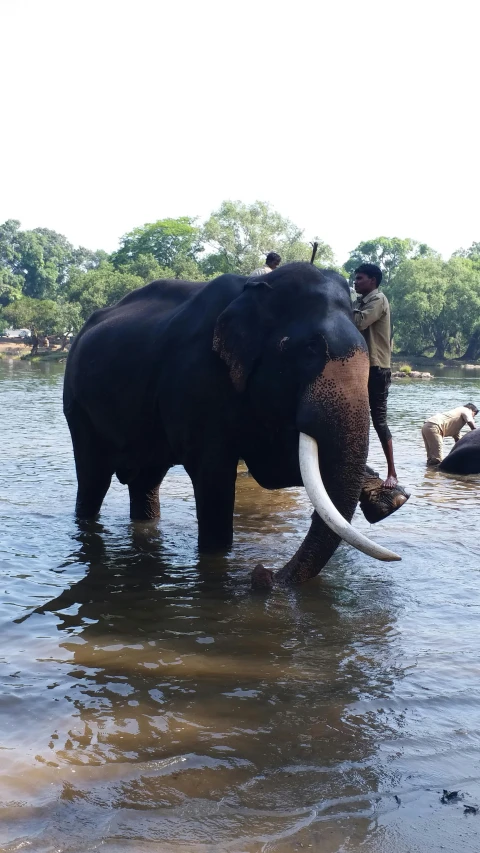 some people riding on the backs of elephants