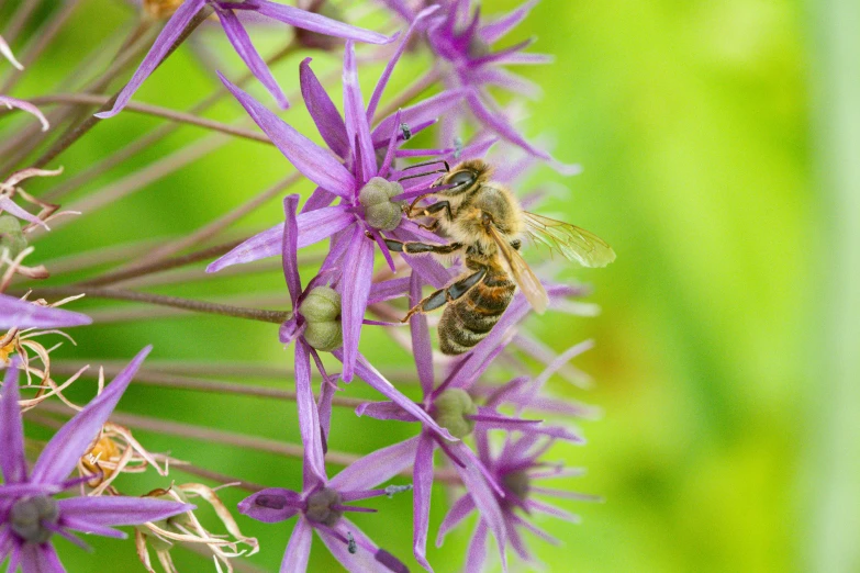 a purple flower with a bee in it