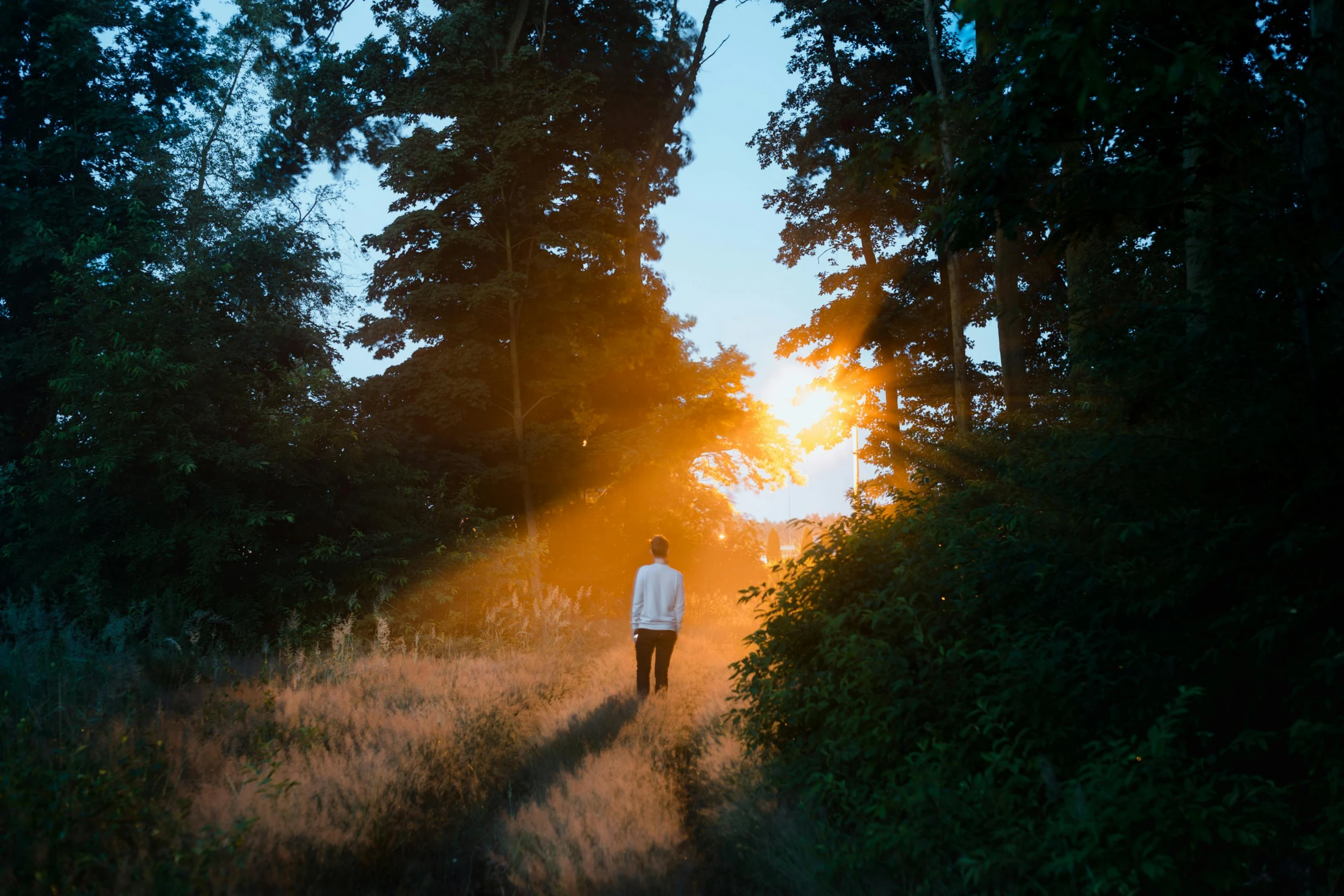 a man walking through the woods at sunset