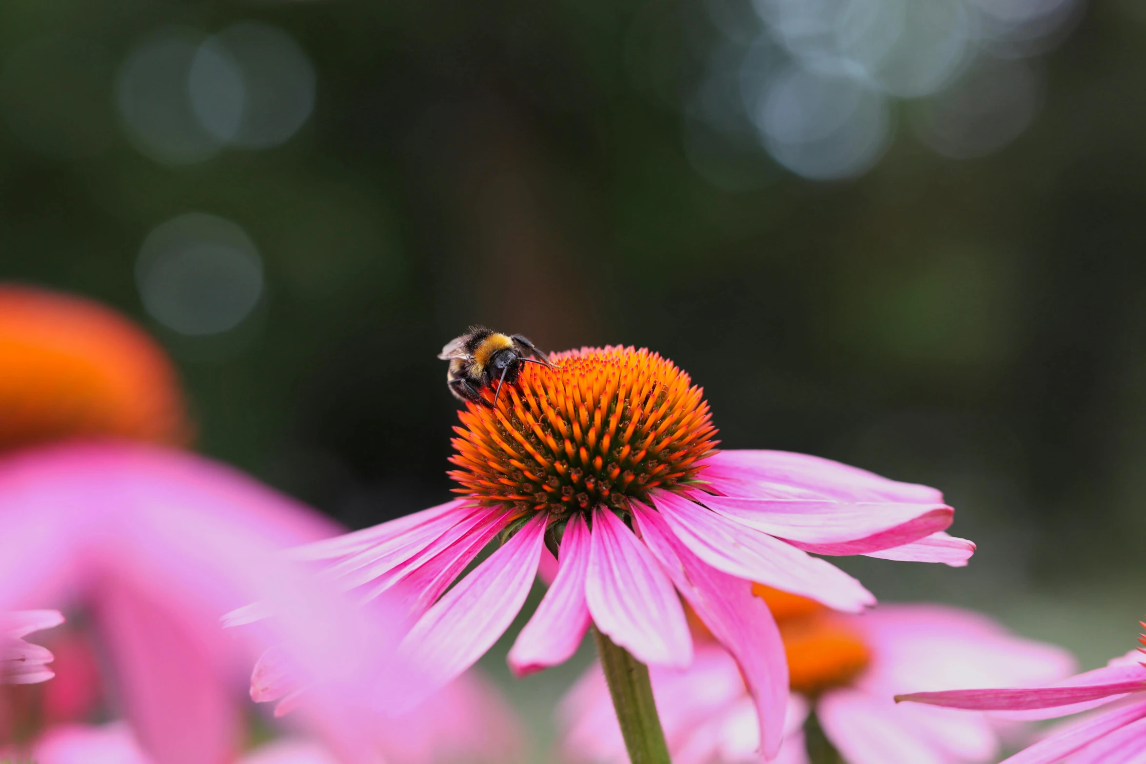 a bee on a pink flower with many pink flowers in front