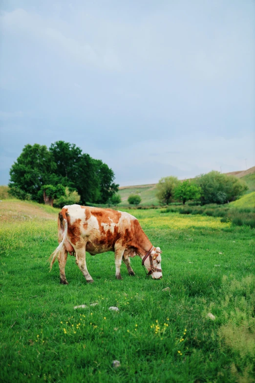 a brown and white cow eating grass in a field