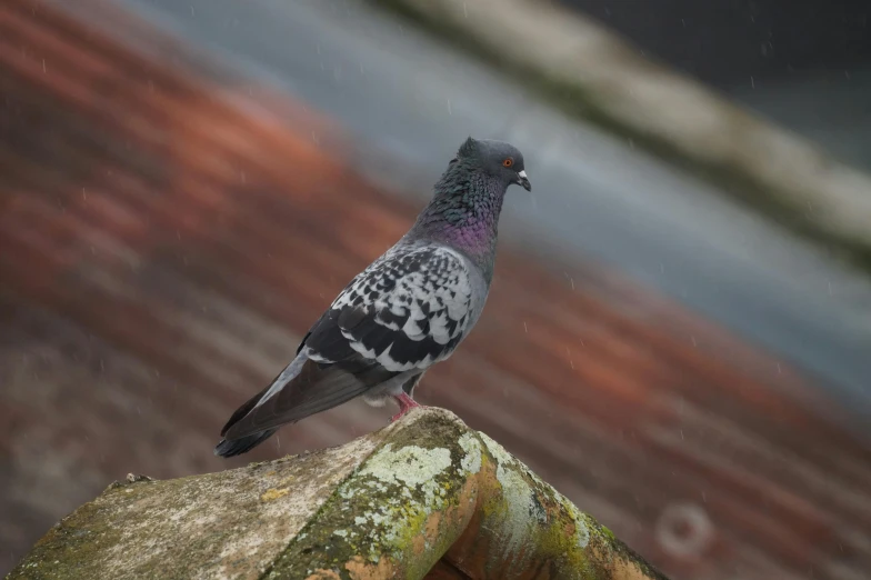 a small bird perched on the side of a rock