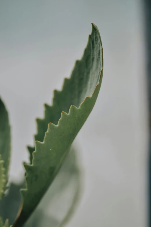 a plant with very large leaves on the top