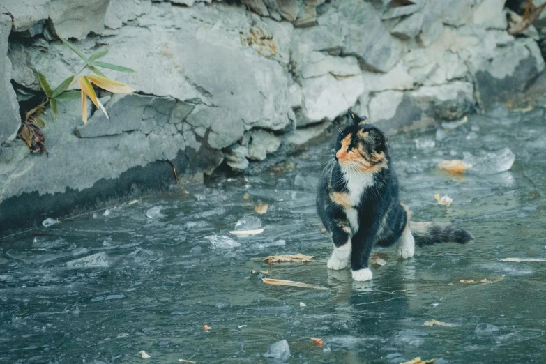 a dog that is in the water by some rocks