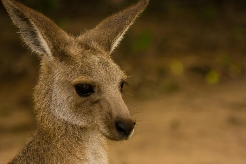 the kangaroo is staring straight ahead, with its ear cocked