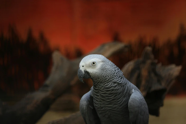 a parrot sits outside with blurred red background