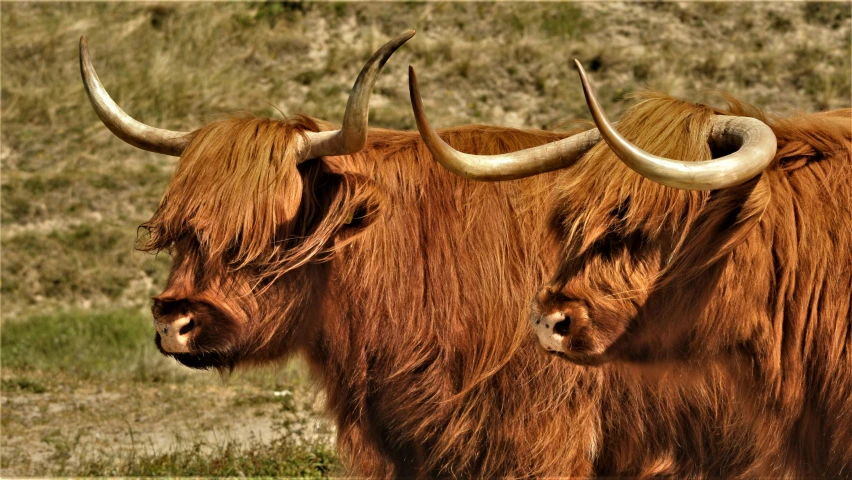 two yak standing in the grass near the shore