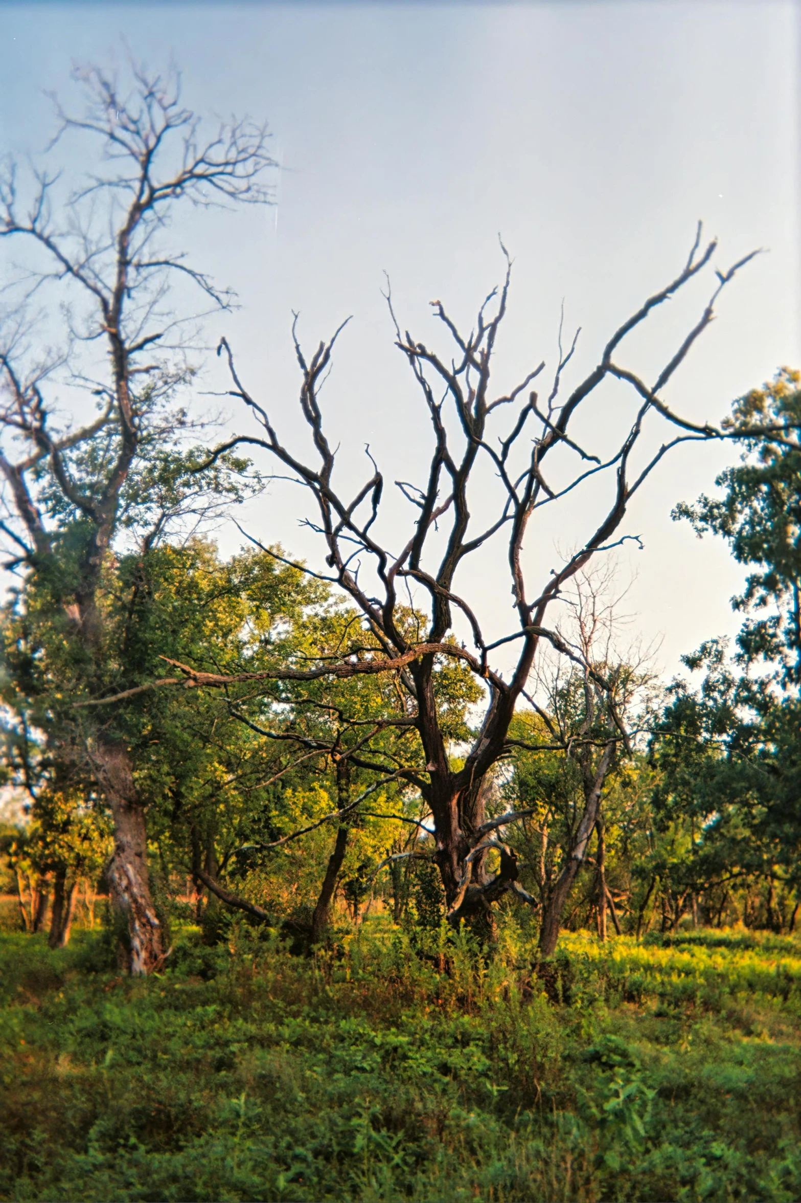 a very old tree sitting alone in the grass