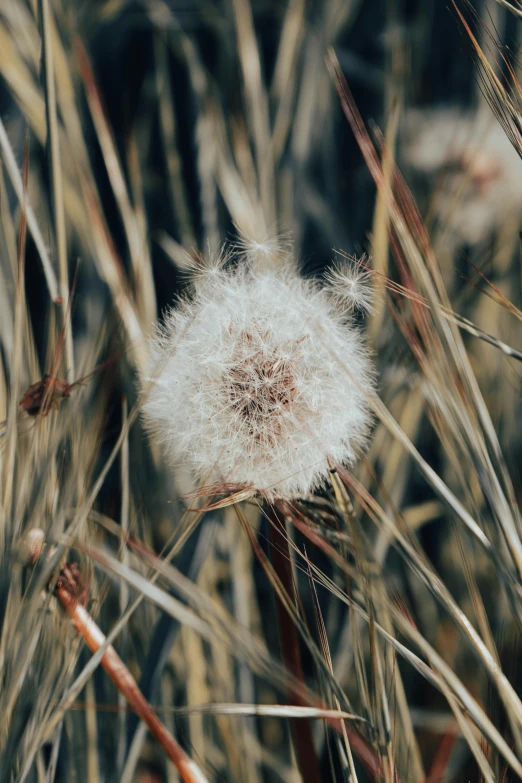 a dandelion is sitting in the tall grass