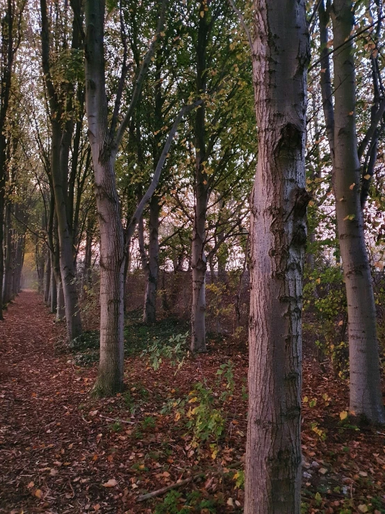 a long path covered with many different kinds of leaves