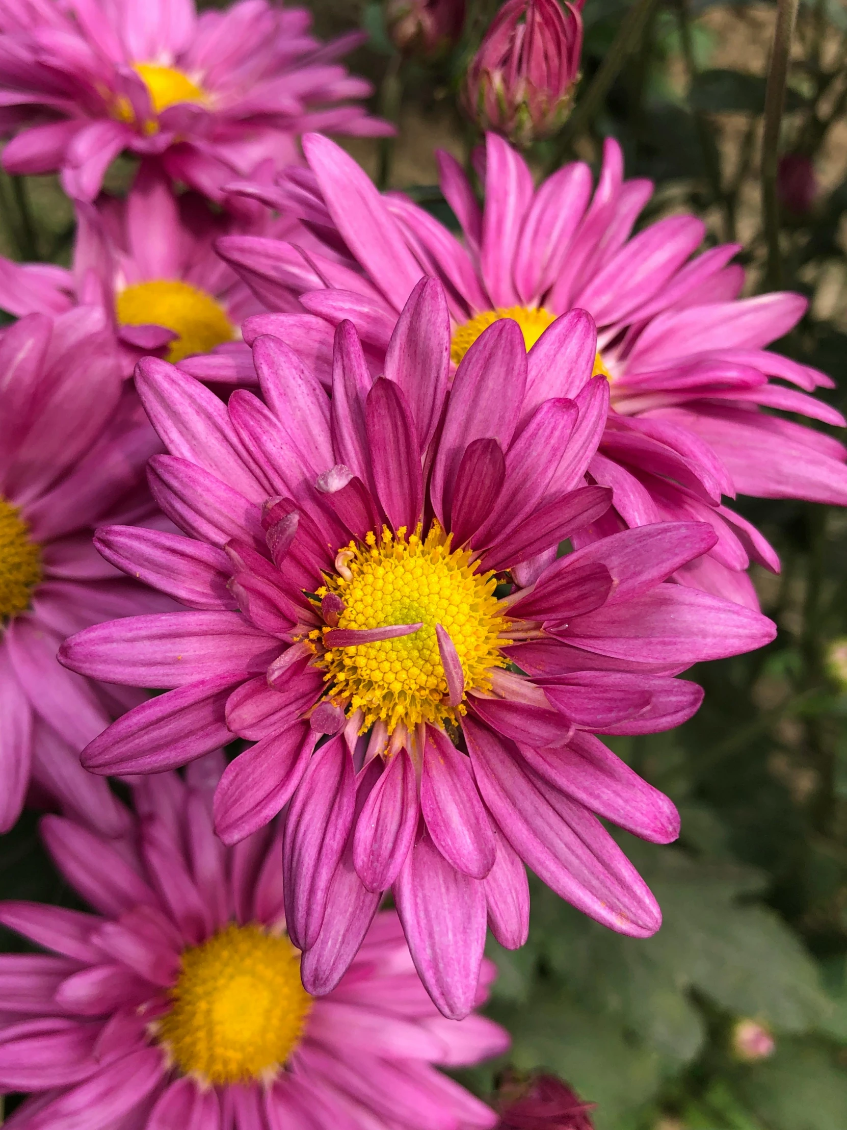 some very pretty pink flowers in a big pot