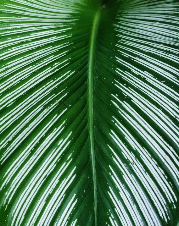 a large green leaf with white lines on it