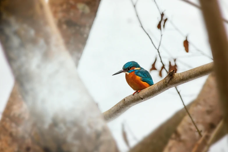 a brightly colored bird perches on a tree nch