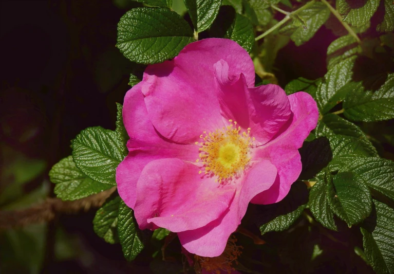 pink rose with green leaves and yellow stamen