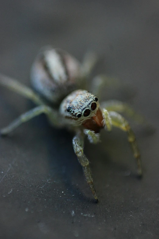 a small, spider with a black head and yellow eyes