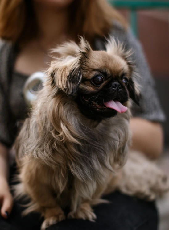 the brown dog is sitting down on the person's lap