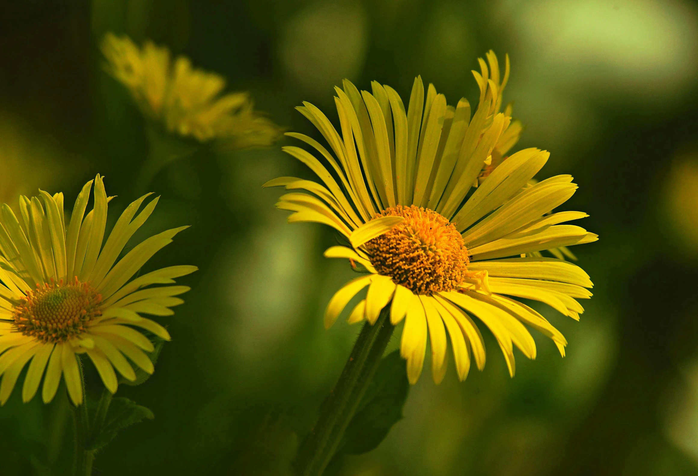 two yellow flowers are pictured in this image