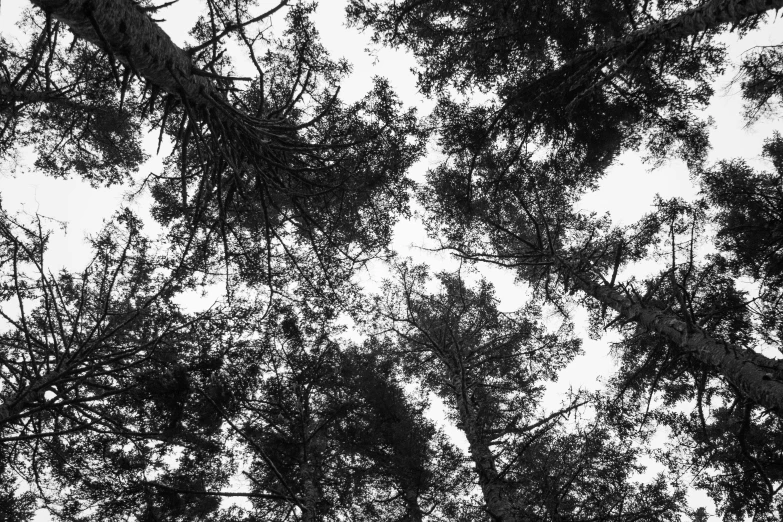 tree nches with no leaves seen from below