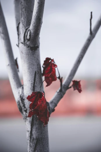 there is an image of a small tree with red leaves