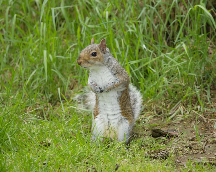 a squirrel in the grass looking around