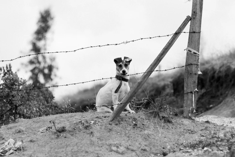 a small dog sitting by a barbed wire fence