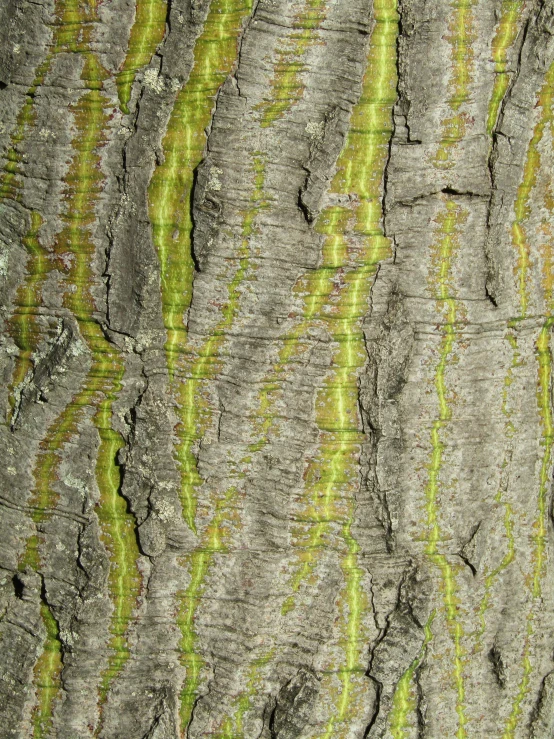 an image of a pattern on the bark of a tree