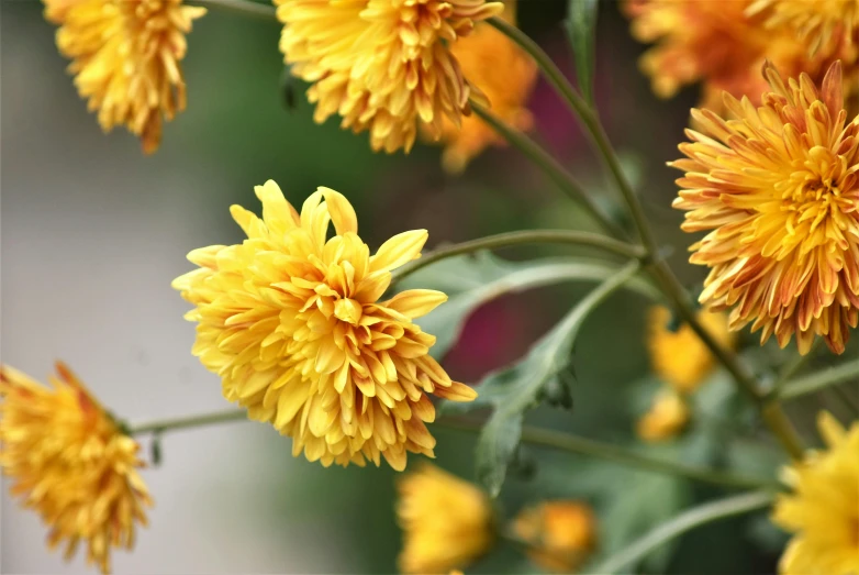 a cluster of bright yellow flowers