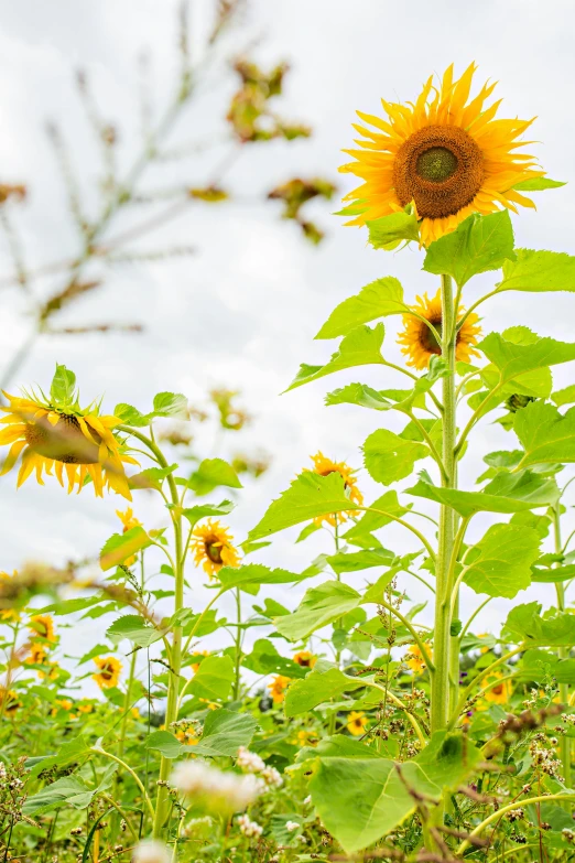 the large sunflowers are blooming everywhere outside