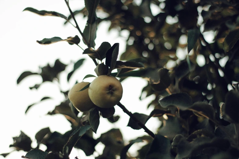 several apples growing on a nch of an apple tree