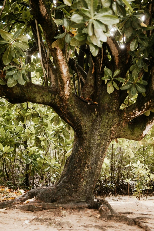 an old tree sitting on top of a sandy ground