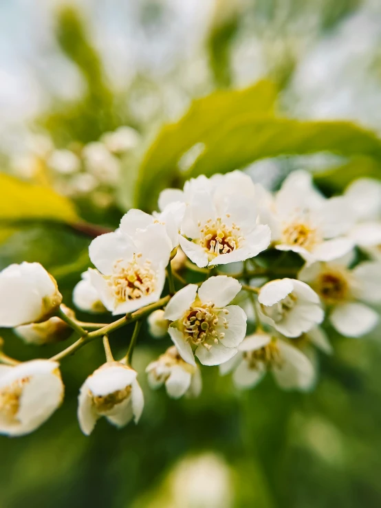 flowers growing from a green stem on a plant