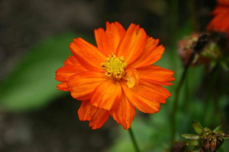 an orange and yellow flower is in the foreground