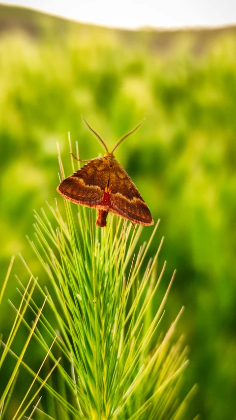 a large erfly that is on top of a pine tree