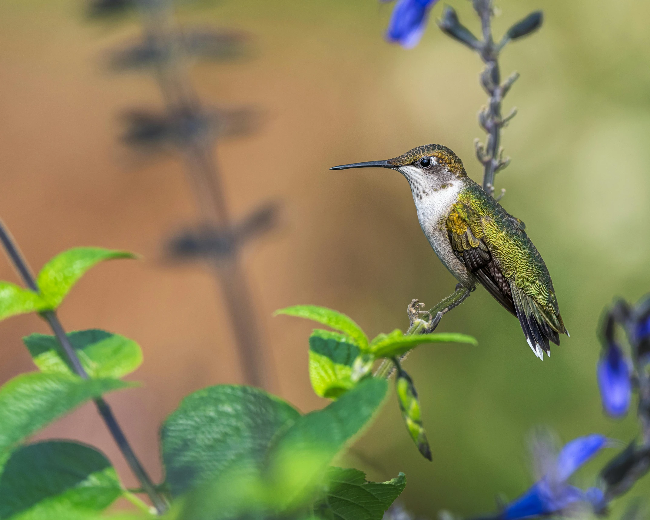 a humming bird is sitting on a nch