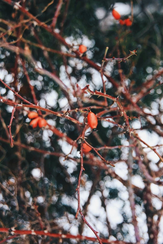 small red berries sit on the nch of a tree