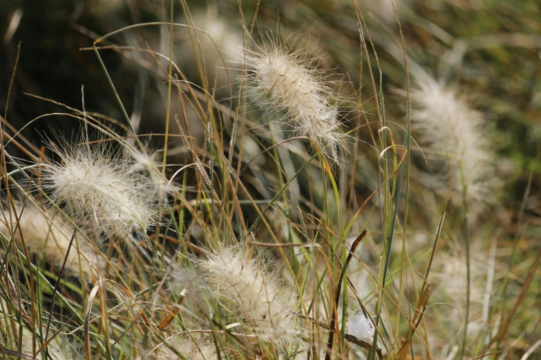 a grassy field with weeds and flowers in the sun