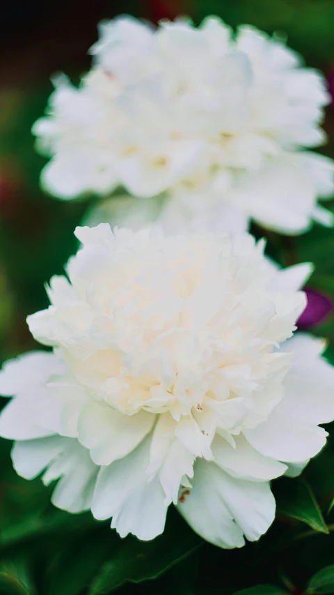 three white flowers on green leaves in a garden