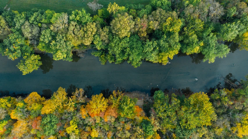 a forest is seen in a top down view