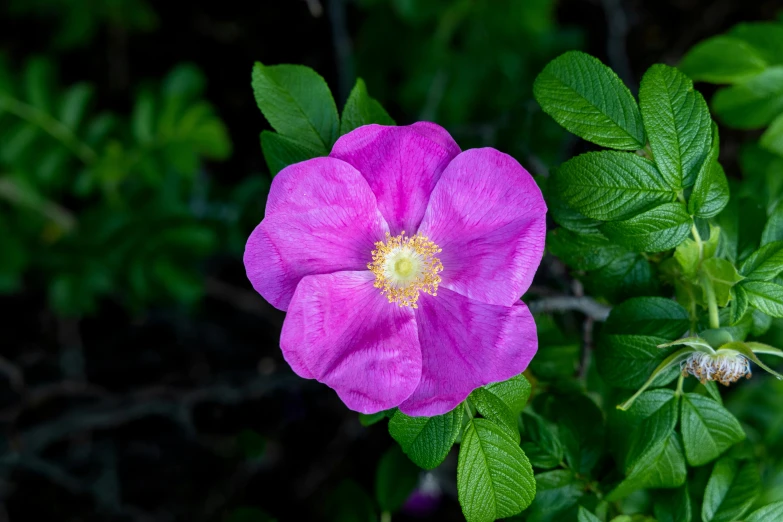 closeup of a pink flower in the forest