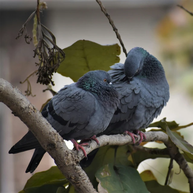 two black birds are perched on the tree