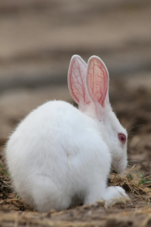 a small white rabbit sitting on top of a dry grass field