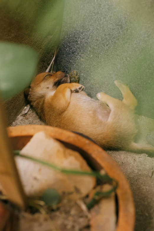 bird lying on ground next to wooden bowl with dirt inside