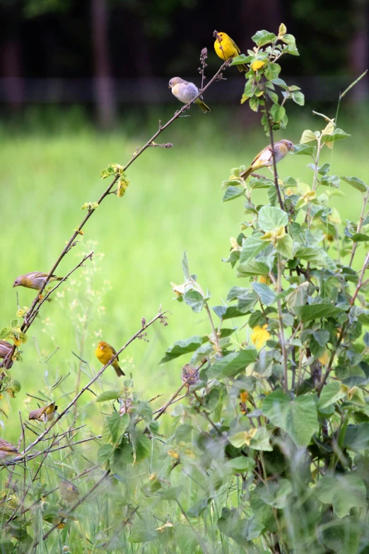 two little birds perched on top of some nches in a field