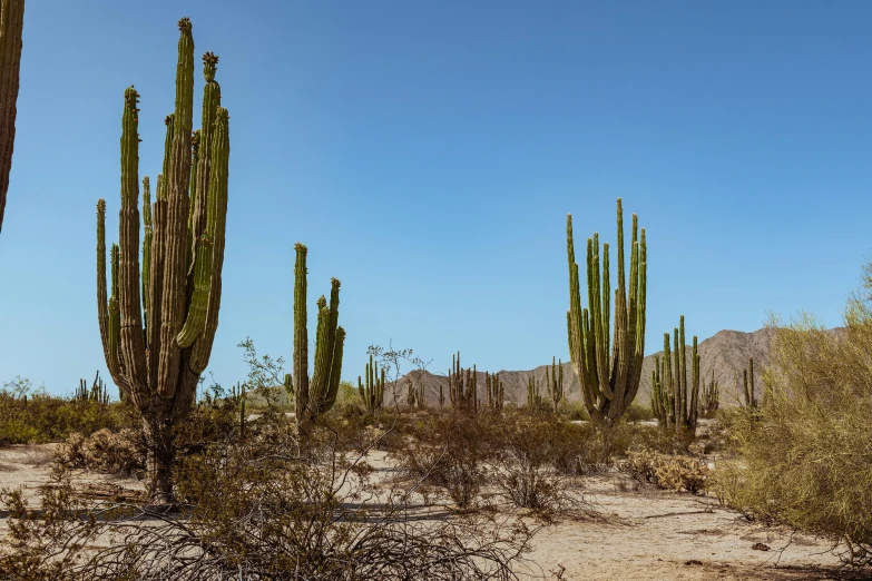 cactus bushes and tall mountains on a sunny day