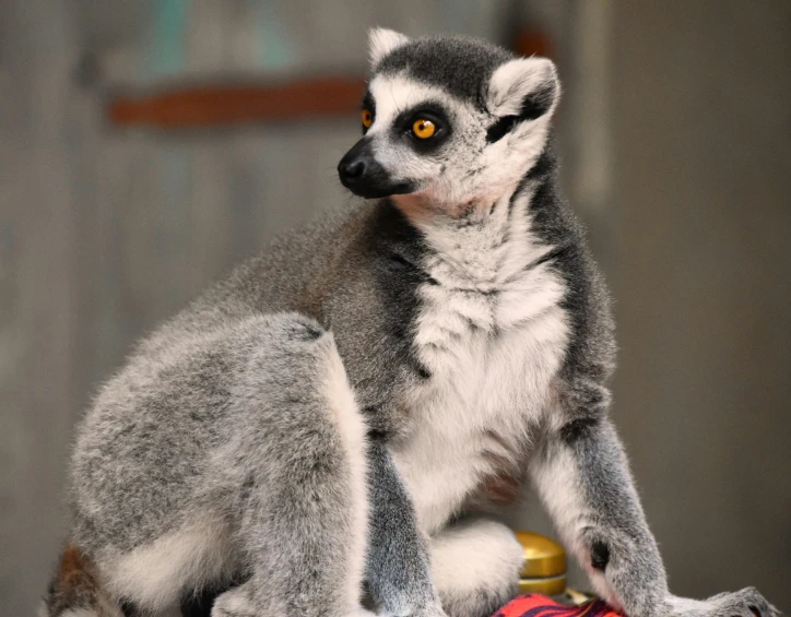 a close up of a lemura on a glass top