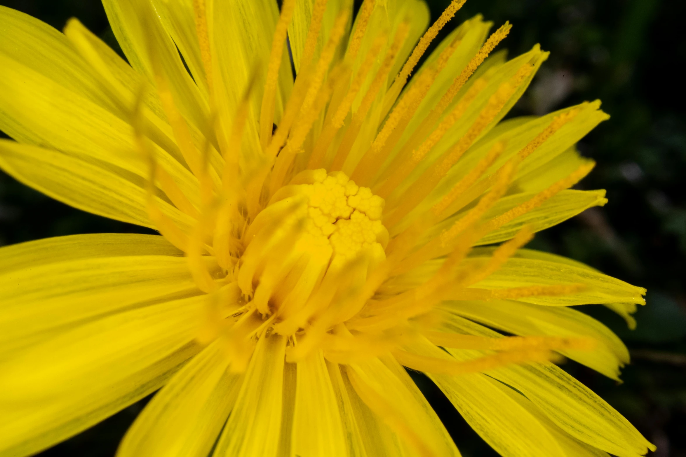 yellow flower is standing still out in the sun