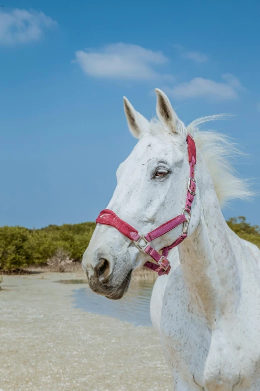 the head of a white horse on beach with water behind it