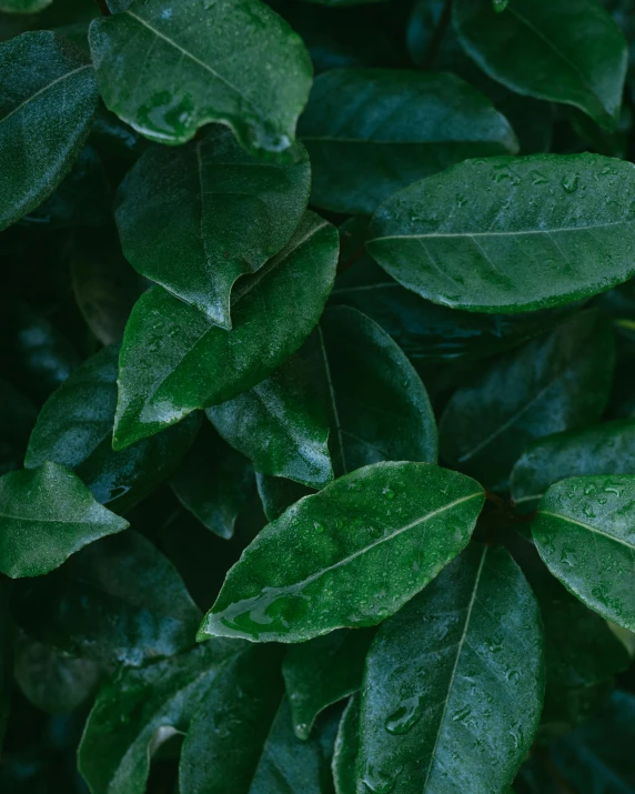 a bush with green leaves with water droplets