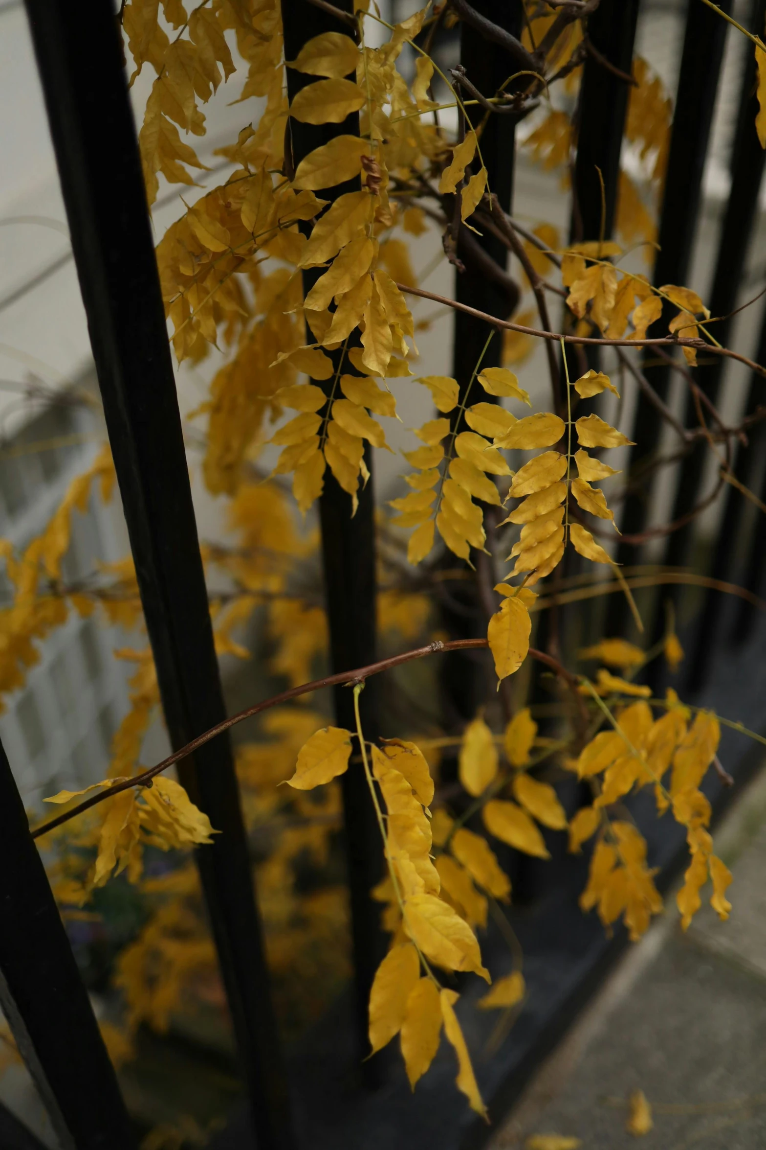 some yellow leaves are on the pole outside